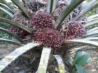 perawatan yang efektif kelapa sawit muda sangat penting untuk memaksimalkan hasil panen