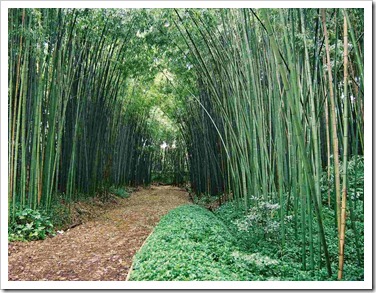 Bambu-chines2