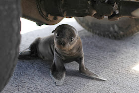 Funny animals of the week - 24 January 2014 (40 pics), baby seal under a car