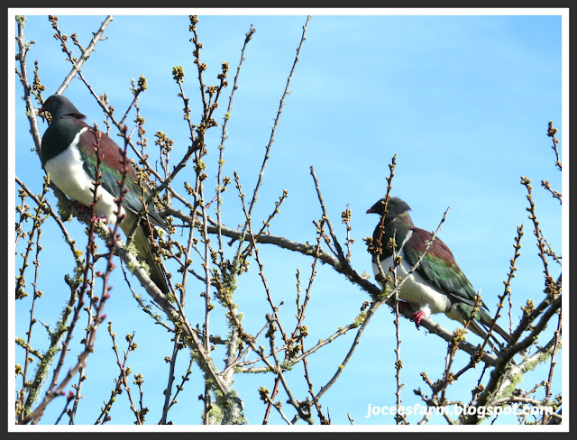 5 NZ Native Birds || joceesfarm.blogspot.co.nz