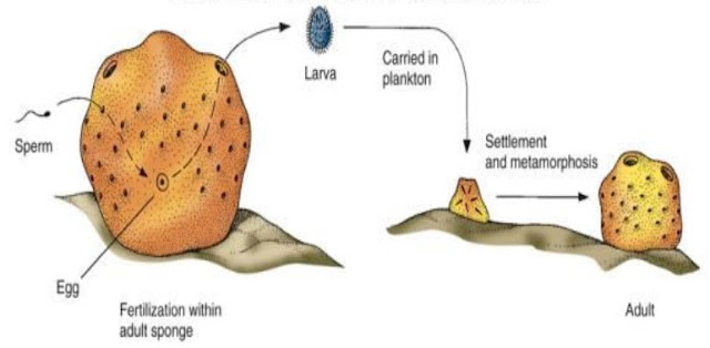 Filum Porifera dan CIri-Cirinya1