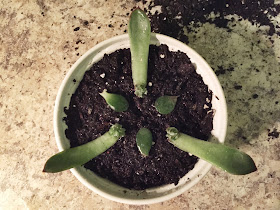 succulent leaves arranged in radial pattern