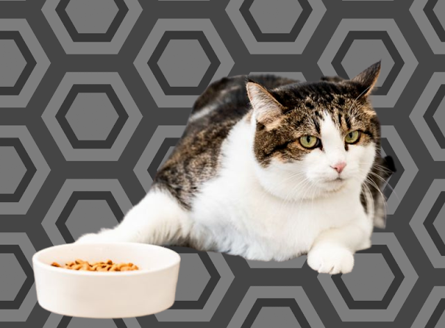 What Should Do When Your Cat Won’t Eat