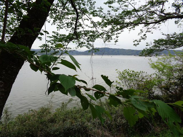 この桜並木からの東郷湖　満開のころ来てみたい