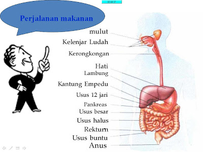 sistem respirasi fungsi  masing masing organ  pencernaan 