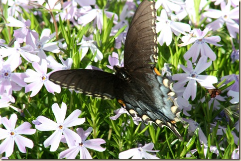 BlackSwallow_Phlox