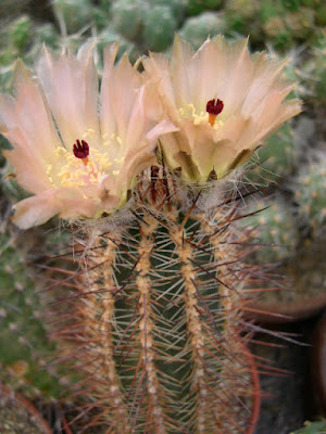 xuong-rong-austrocactus-patagonicus