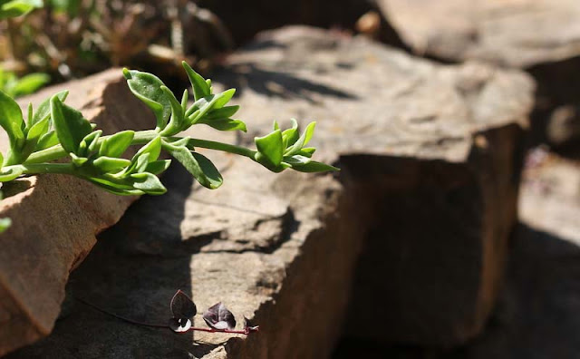 Aptenia Cordifolia Flowers Pictures