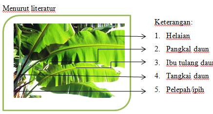 Maulidious Blog Daun  tunggal dan bagian bagiannya