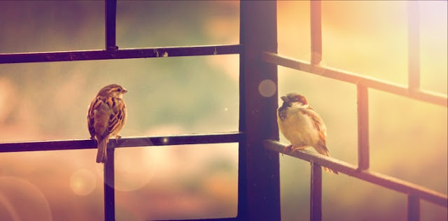 Birds Wallpaper