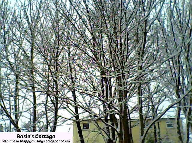 Snow Covered Winter Trees 