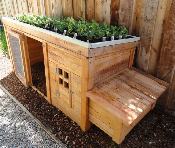 Coffee Grounds and Egg Shells: Herb Garden Coop Plans (4 chickens)