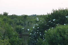 Ibis birds roosting for the night