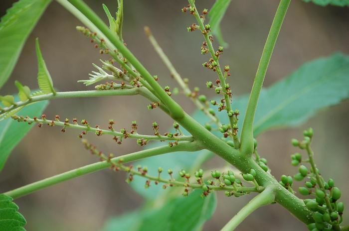 Бруцея яванская / Сумах яванский (Brucea javanica, =Rhus javanica)