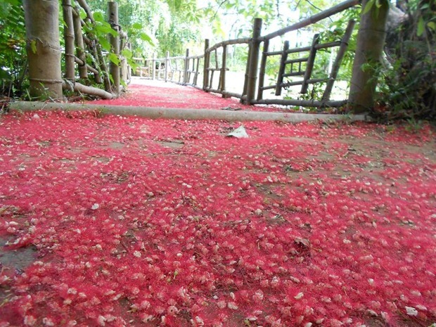 hoa-loc-vung-chua-tu-hieu-hue (22)