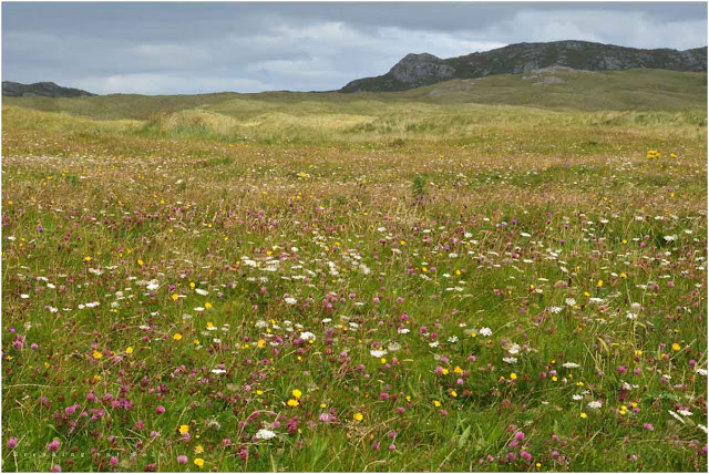 Wild flowers on Machair RSPB reserve Coll Scotland