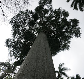 Queensland kauri, Aganthis robusta, Honolulu