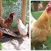 Tennessee Cities That Allow Backyard Chickens