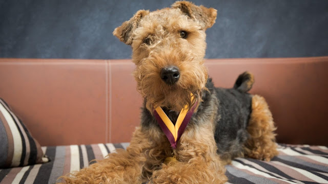 "Adorable Welsh Terrier Dog sitting on green grass field" could be a suitable alt text for an image of a Welsh Terrier.