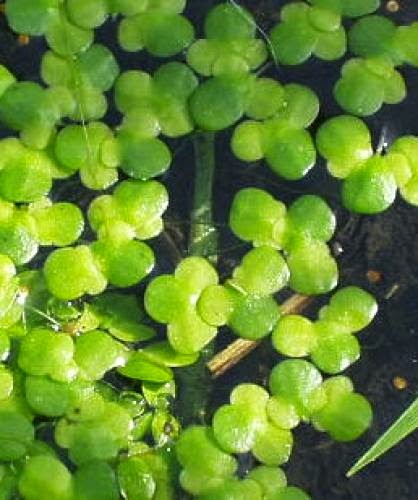 Algae Lemna Biofuel Briefs