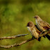 The Arrow-marked Babbler