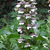 Acanthus Mollis: Edible and Ornamental Algerian Native Plant with Rich Biodiversity