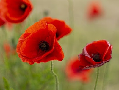 Red poppies in a field.