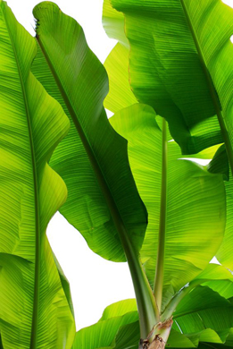 Greenery Pantone Colour of the Year 15-0343 Tropical Leaves