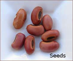 Erabadu Seeds