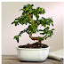 Perawatan Pohon Bonsai untuk Pemula