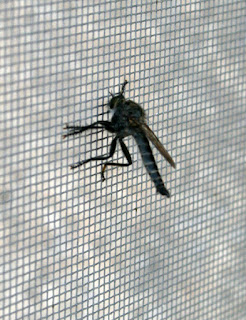 What kind of fly is this?!