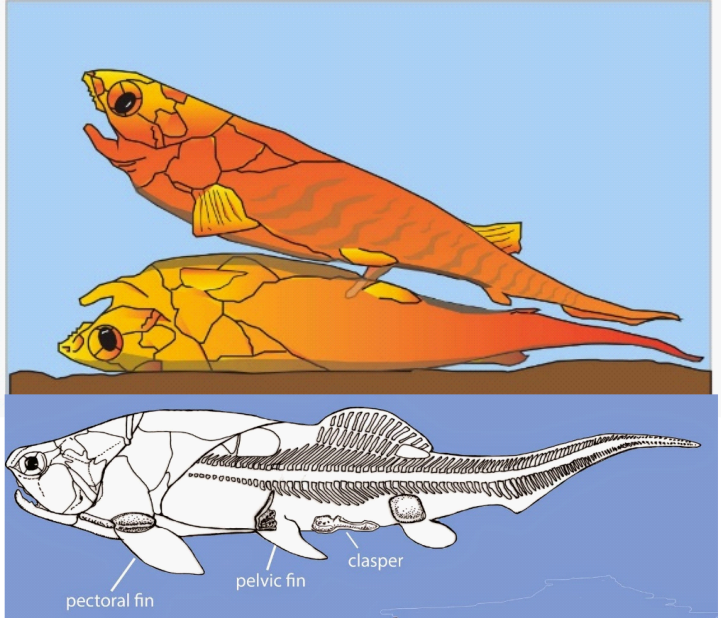 Otros peces con cláspers. Se supone que lo único lo suficientemente sólido como para fosilizar en un placodermo era la coraza del cráneo o placa dérmica dado que el resto del esqueleto era de cartílago como en los tiburones y rayas (Long et al., 2015), pero en condiciones especiales, se pueden obtener esqueletos completos, que incluyen los clásper.