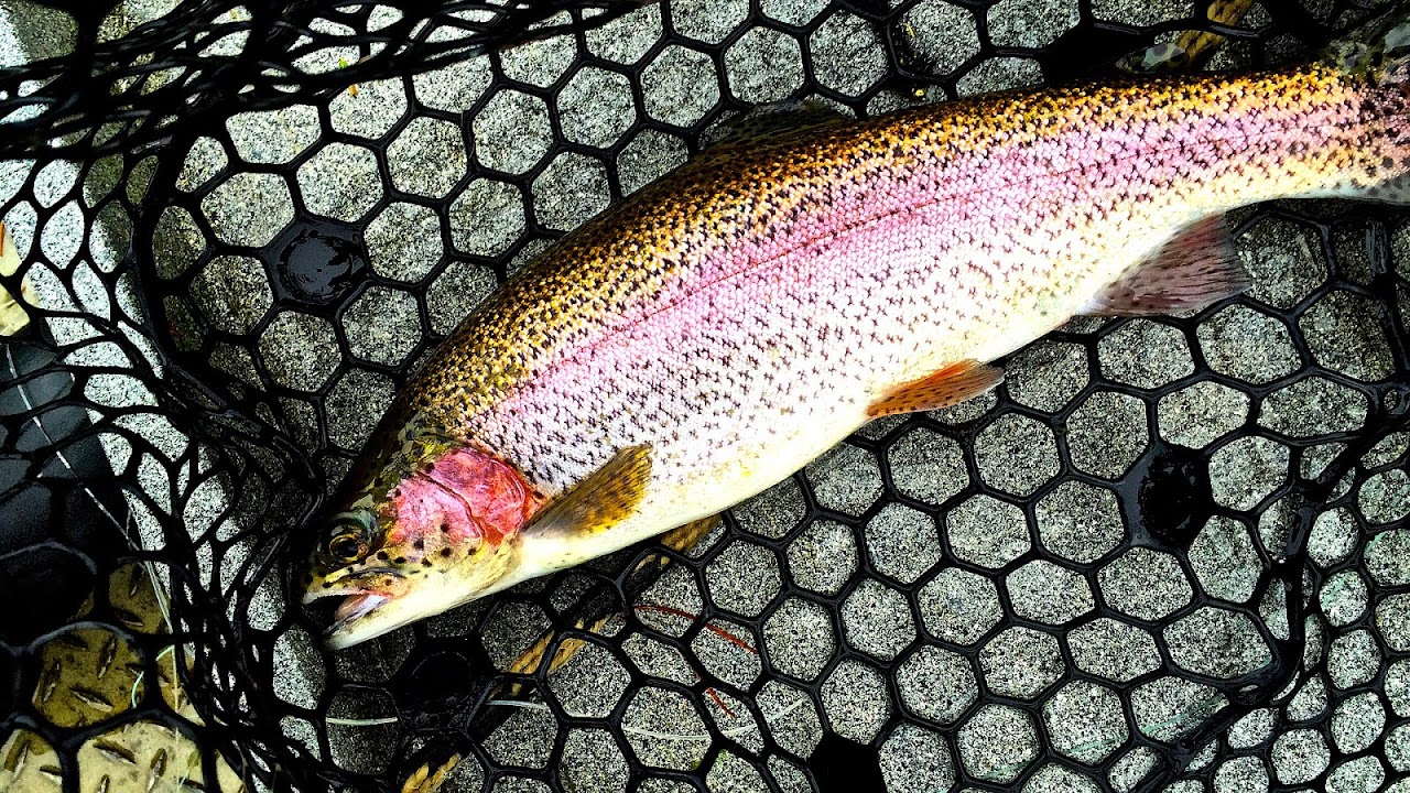 Oregon Fly Fishing Blog