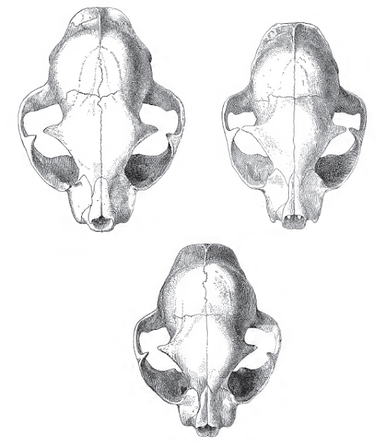 Skulls of a wildcat (top left), a housecat (top right), and a hybrid between the two. (bottom center)