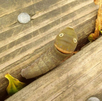 Spicebush Swallowtail Caterpillar Seen On www.coolpicturegallery.net