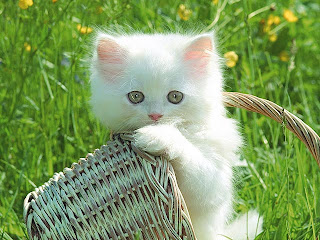 Kittens Wallpapers