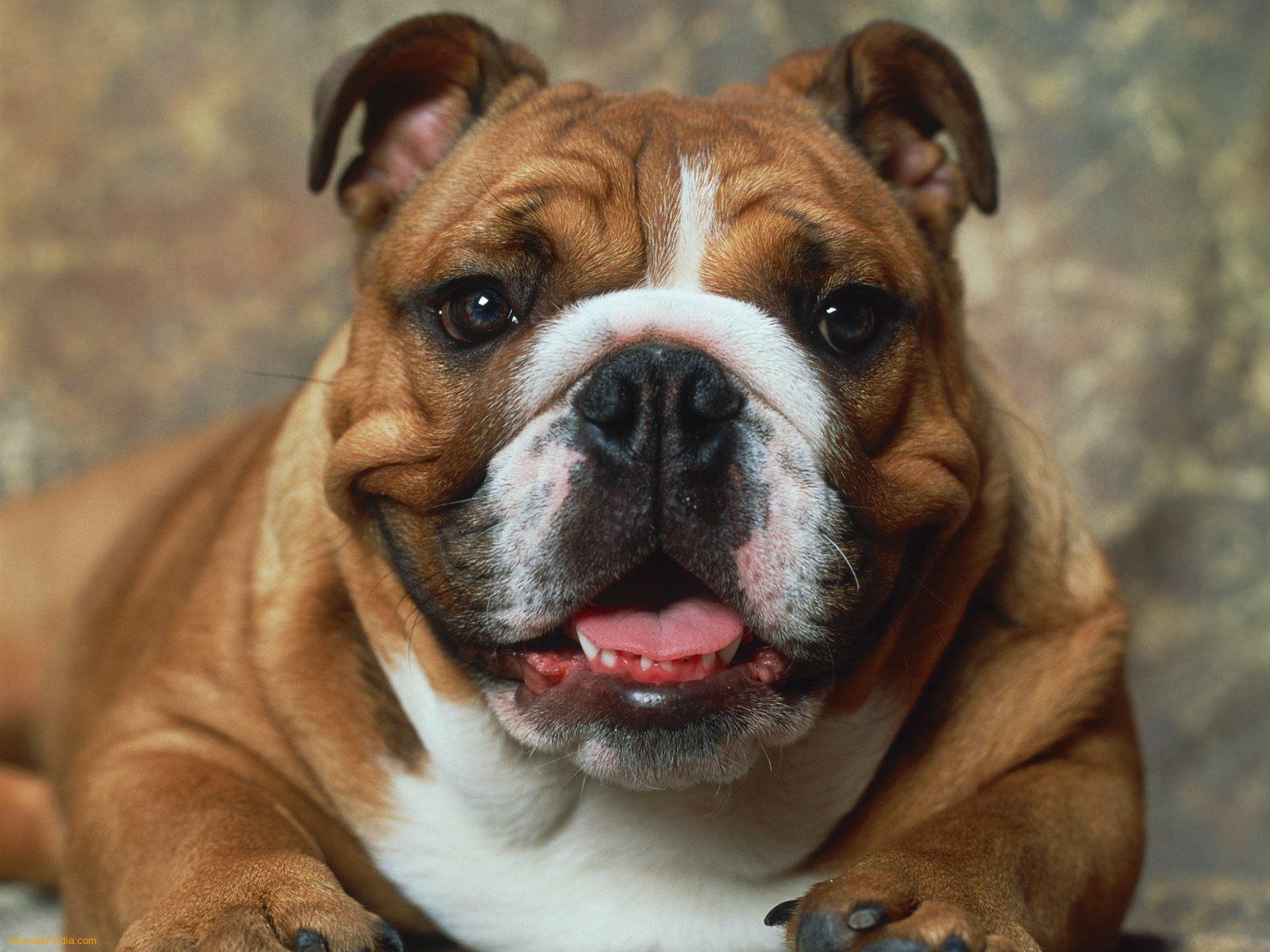 Bulldog Wallpapers Fun Animals Wiki Videos Pictures HD Wallpapers Download Free Images Wallpaper [wallpaper981.blogspot.com]