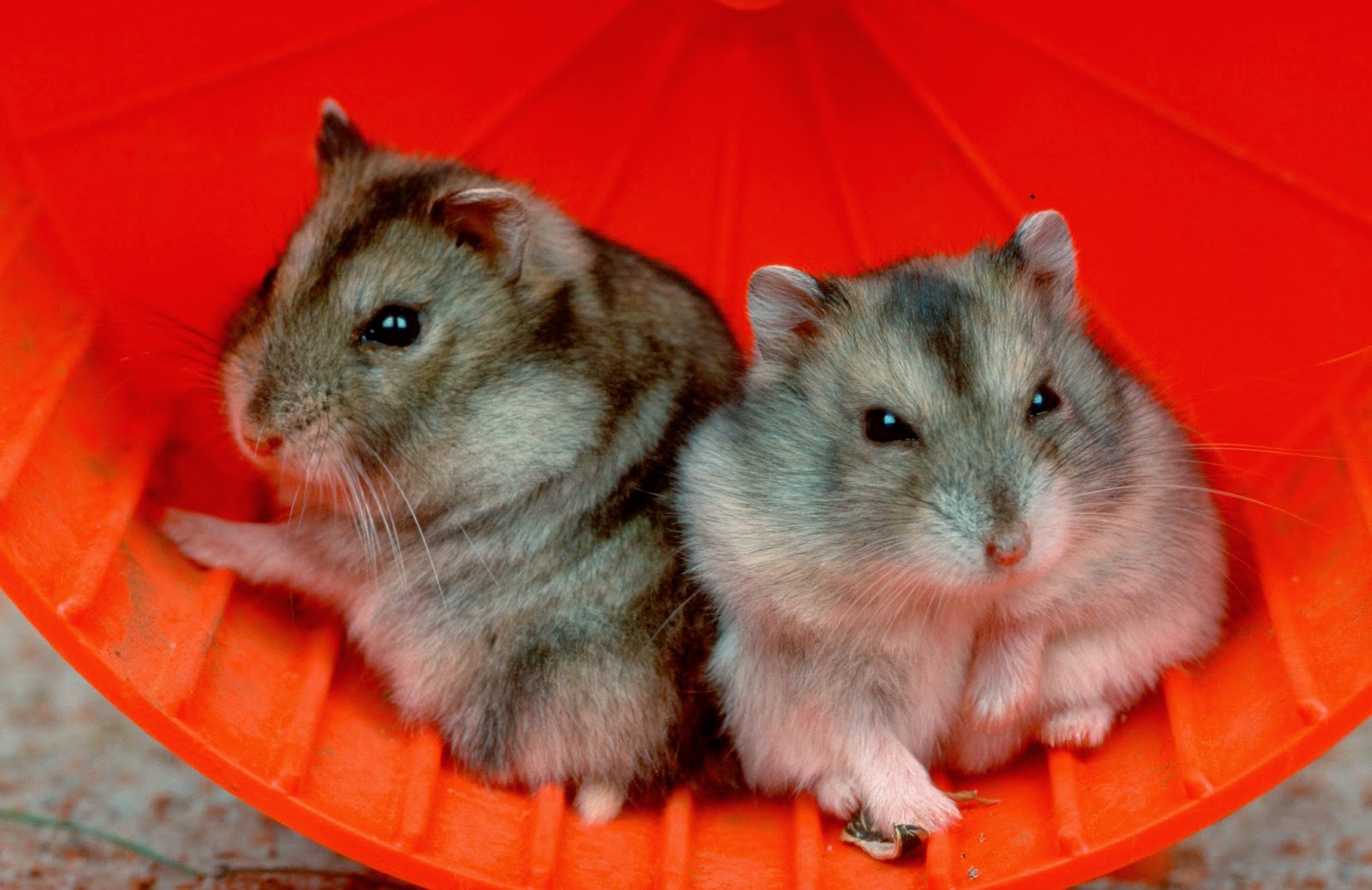  Mengapa  Harus  Memelihara Hamster Ketimbang Peliharaan  Yang 