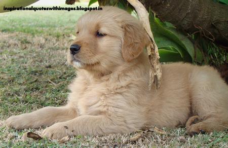 retriever puppy wallpaper