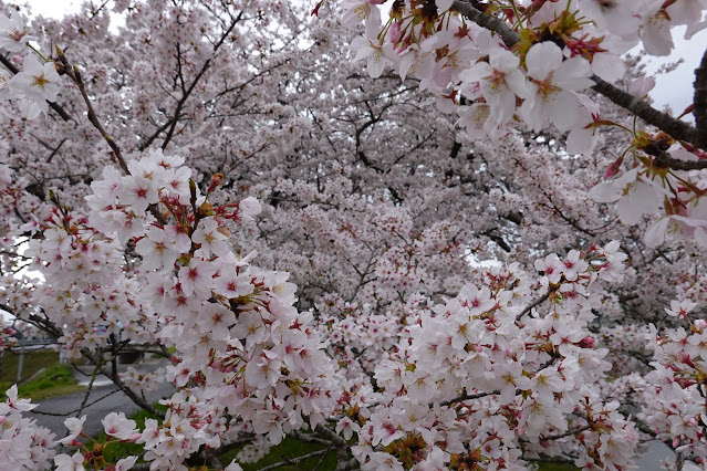 鳥取県西伯郡南部町阿賀 法勝寺川土手桜