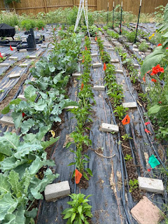 Vegetable Rows