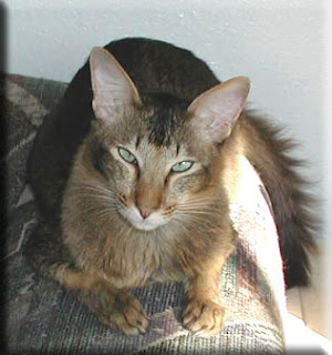 Oriental Longhair cat image