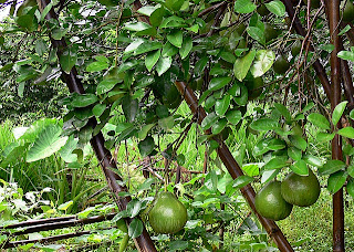 l'arbre du pomelo dans le sud de la Chine