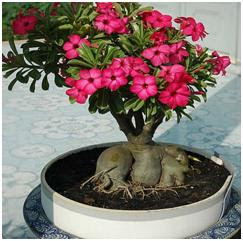 Adenium