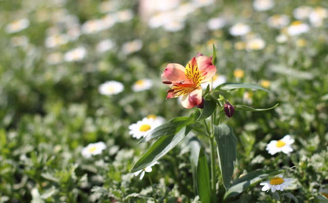 Peruvian Lily Flowers Pictures