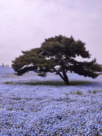 ひたち海浜公園のネモフィラ