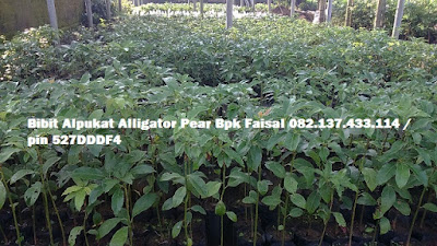 Harga bibit Alpukat unggul - 082.137.433.114