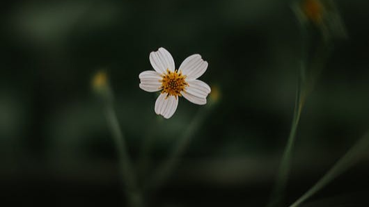 একটি ফুলের চিত্র।