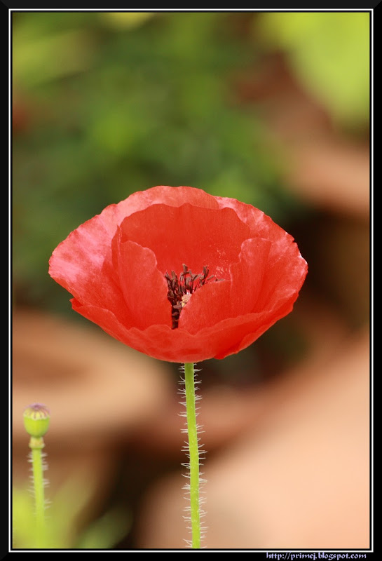 Poppy Flower