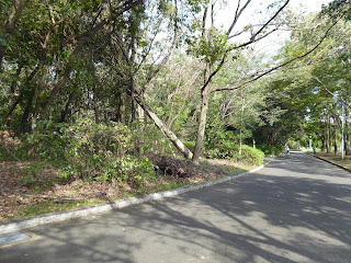 山田池公園 倒木 台風21号 被害